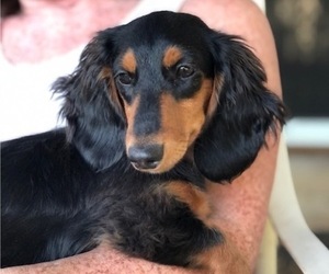 Mother of the Dachshund puppies born on 04/10/2023