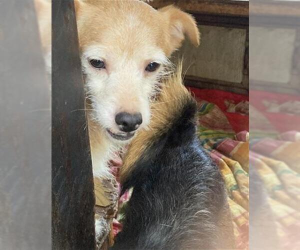 Medium Photo #1 Mutt Puppy For Sale in Long Beach, CA, USA