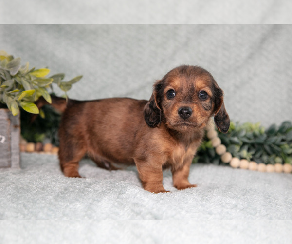Medium Photo #8 Dachshund Puppy For Sale in NAPPANEE, IN, USA