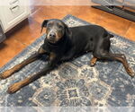 Small Doberman Pinscher
