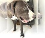 Small #1 American Pit Bull Terrier