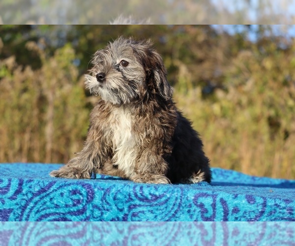 Medium Photo #9 ShihPoo Puppy For Sale in DYERSBURG, TN, USA
