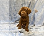 Puppy 11 Labrador Retriever