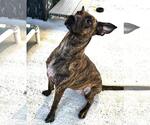 Small #3 Plott Hound Mix