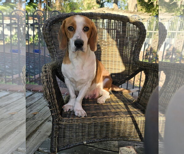 Medium Photo #2 Bagle Hound Puppy For Sale in Tampa, FL, USA