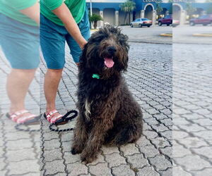 Poodle (Standard) Dogs for adoption in New Orleans, LA, USA