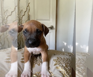 American Pit Bull Terrier-Labrador Retriever Mix Puppy for sale in LINCOLN, NE, USA