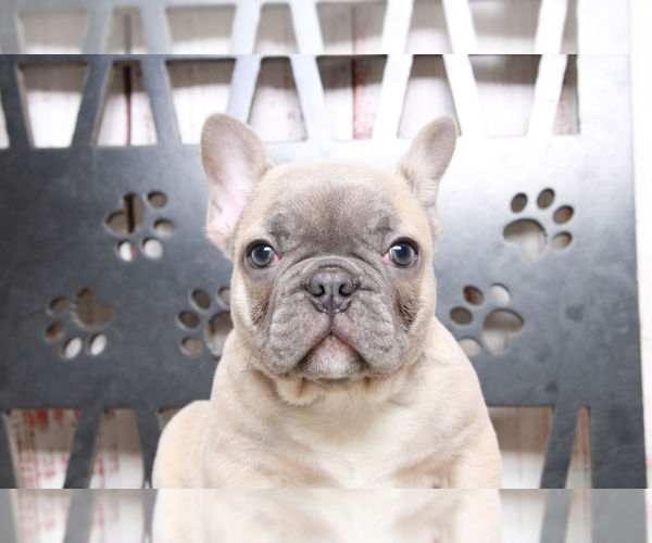 Medium Photo #4 French Bulldog Puppy For Sale in MARIETTA, GA, USA