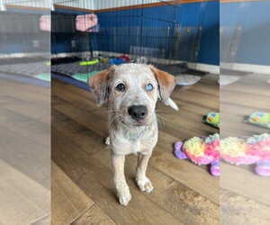 Mutt Dogs for adoption in San Diego, CA, USA