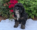 Puppy 1 Cock-A-Poo