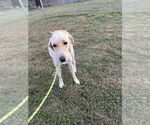 Small #3 Labrador Retriever Mix