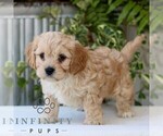 Small #2 Cavachon