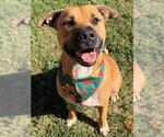 OTTER - Male Black Mouth Cur-Unknown Mix Dog for Adoption - Small photo