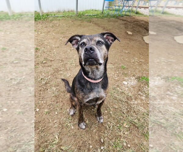 Medium Photo #1 Mutt Puppy For Sale in Evansville, IN, USA