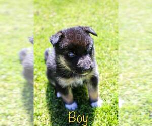 Alaskan Husky-German Shepherd Dog Mix Puppy for sale in EATONVILLE, WA, USA