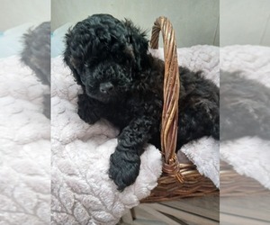 Poodle (Toy) Puppy for sale in MOGADORE, OH, USA