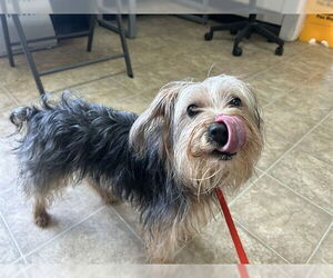 Medium Poodle (Toy) Mix