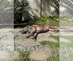 Small #61 American Staffordshire Terrier