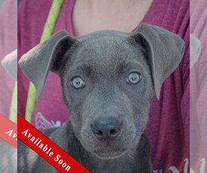American Staffordshire Terrier-Weimaraner Mix Dogs for adoption in Huntley, IL, USA