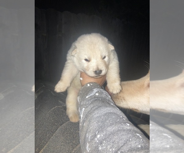 Medium Photo #1 Gerberian Shepsky Puppy For Sale in MAD RIVER, CA, USA