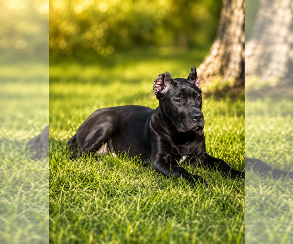 Medium Photo #23 Cane Corso Puppy For Sale in ANDERSON, IN, USA