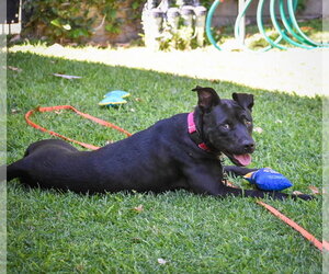 Marilynn - Female Labrador Retriever-Unknown Mix Dog for Adoption - Photo #13