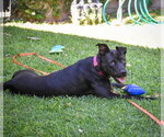 Small Photo #13 Labrador Retriever-Unknown Mix Puppy For Sale in San Diego, CA, USA
