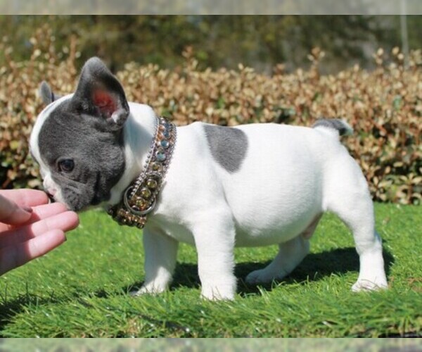 Medium Photo #1 French Bulldog Puppy For Sale in WAYCROSS, GA, USA