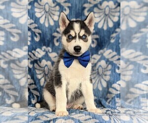 Siberian Husky Puppy for sale in EPHRATA, PA, USA