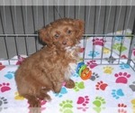 Small Photo #13 Cockapoo-Poodle (Miniature) Mix Puppy For Sale in ORO VALLEY, AZ, USA