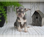 Small #4 French Bulldog