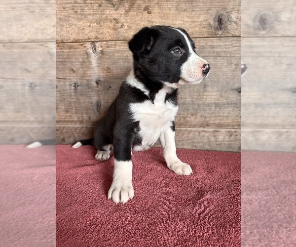 Medium Photo #4 Border Collie Puppy For Sale in VERMONTVILLE, MI, USA