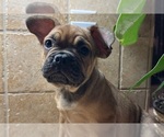 Small #8 American Bullnese-French Bulldog Mix