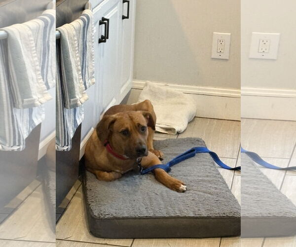 Medium Photo #8 Mutt Puppy For Sale in Woodbury, NY, USA