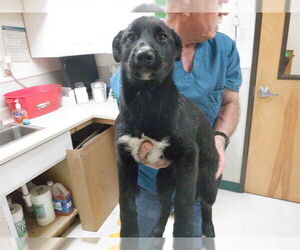 Border Collie-Unknown Mix Dogs for adoption in Oroville, CA, USA