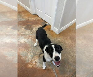 Pyrenees Border Collie Dogs for adoption in Bolivar, MO, USA
