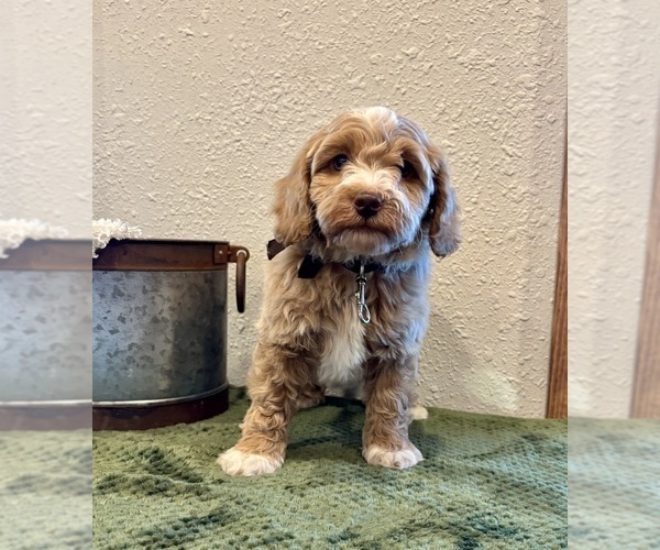 Medium Photo #2 Whoodle (Miniature) Puppy For Sale in DOSS, MO, USA
