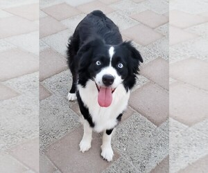 Australian Shepherd Puppy for sale in HENDERSON, NV, USA