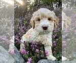 Puppy Purple Miniature Labradoodle