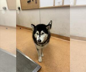 Siberian Husky Dogs for adoption in Martinez, CA, USA