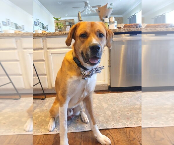 Medium Photo #2 Mutt Puppy For Sale in Salt Lake City, UT, USA