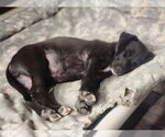 Small #1 Border Collie Mix