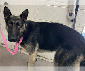 German Shepherd Dog-Unknown Mix Dogs for adoption in San Bernardino, CA, USA