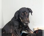 Small Photo #9 Coonhound-Labrador Retriever Mix Puppy For Sale in Holly Springs, NC, USA