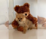 Small Photo #10 Pomeranian Puppy For Sale in DOWNING, MO, USA