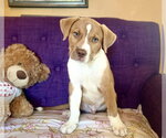 Small #1 Mutt