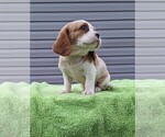 Small Photo #8 Basset Hound-Cavalier King Charles Spaniel Mix Puppy For Sale in DUNNVILLE, KY, USA