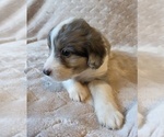 Small #12 Aussiedoodle