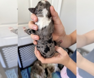 Aussiedoodle Miniature Puppy for sale in BAKERSFIELD, CA, USA