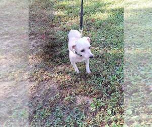 Poodle (Miniature) Dogs for adoption in SALEM, MO, USA